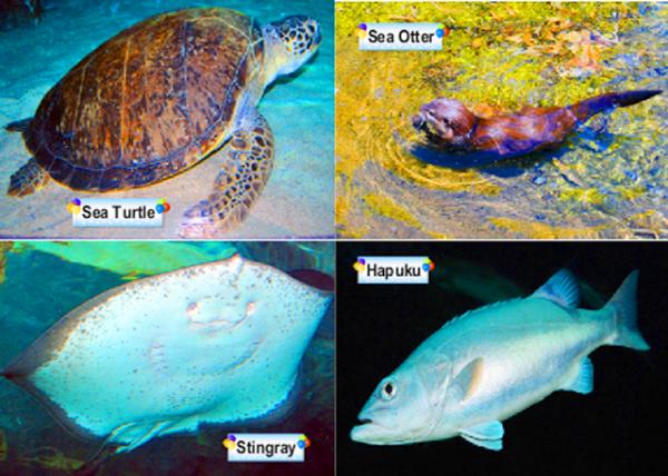 24_Animals-2.jpg