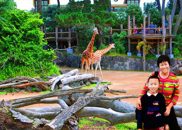 27_12-18-09_ Auckland Zoo_Giraffe-10001.jpg