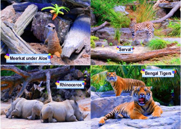 29_Animals-1.jpg