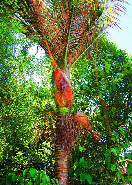 1782329849399225.jpg 34_12-18-09_ Tree Ferns, an Extensive Native Fernery in an Old Quarry.jpg