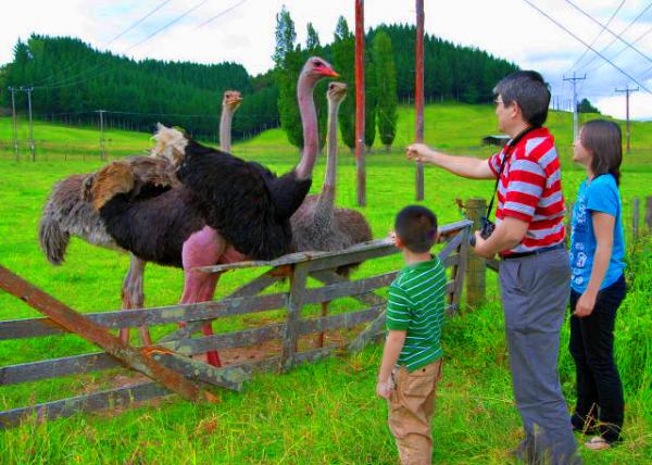 03_12-19-09_ Ostrich Farm ������ֳ��-4.JPG