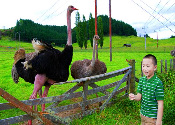 05_12-19-09_ Ostrich Couple �����-1.jpg