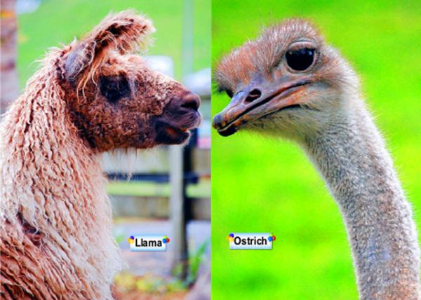 09_Animal.jpg