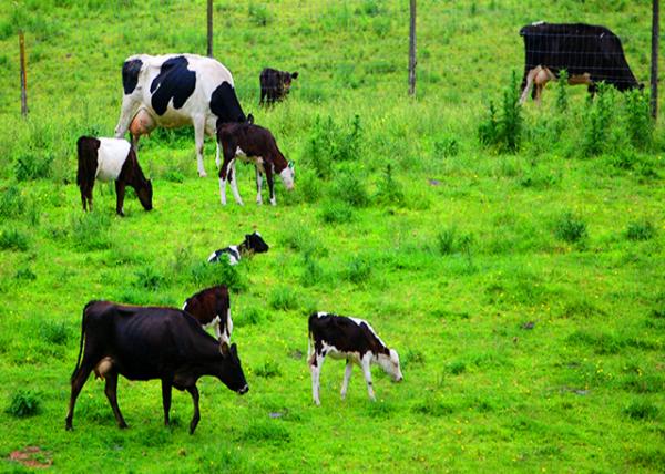 10_12-19-09_ Grazing Cattle on A Pasture ��������ţ.JPG