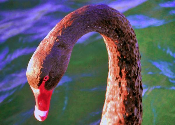 16_12-19-09_ Black Swan �����.JPG