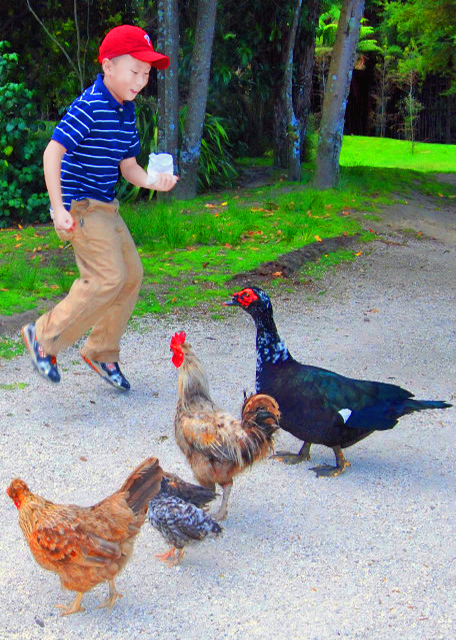 06_12-21-09_ Catering for Paradise Shelduck, Grey Teal, Scaup, & Muscovy Duck @ Rainbow Springs Nature Parkι����Ѽ-1.JPG