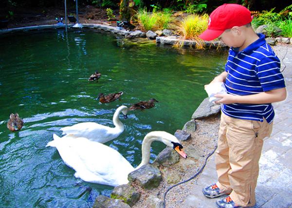 09_12-21-09_ Rainbow Springs Nature Park_Feed Goslings ι����0001.jpg