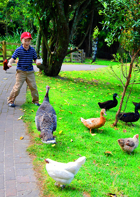 10_12-21-09_ Rainbow Springs Nature Park_Play w Bronze Turkey.jpg