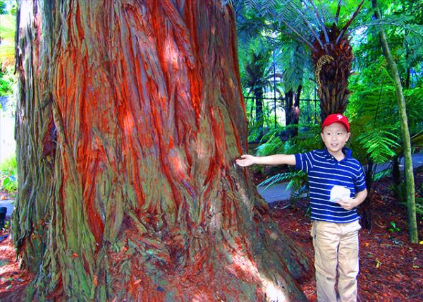 12_12-21-09_ Rainbow Springs Nature Park_Red Wood��ɼ.JPG
