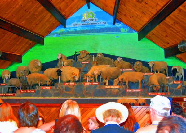13_12-21-09_ Agrodome Agriculture Theme Park_Live Sheep Show  �����ũҵ���⹫԰��������.JPG
