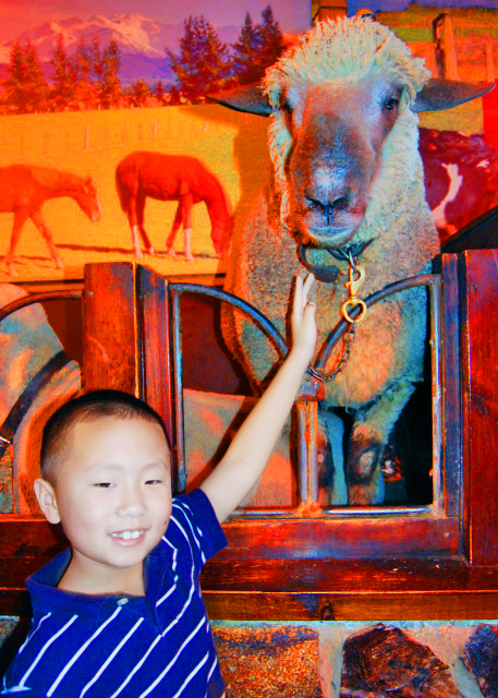 15_12-21-09_ Agrodome Agriculture Theme Park_Corriedale Model��������ģ��-3.JPG
