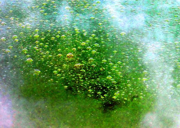 12_12-21-09_ Champagne Pool, the Terrestrial Hot Spring ���ĳ�½����Ȫ-110001.JPG