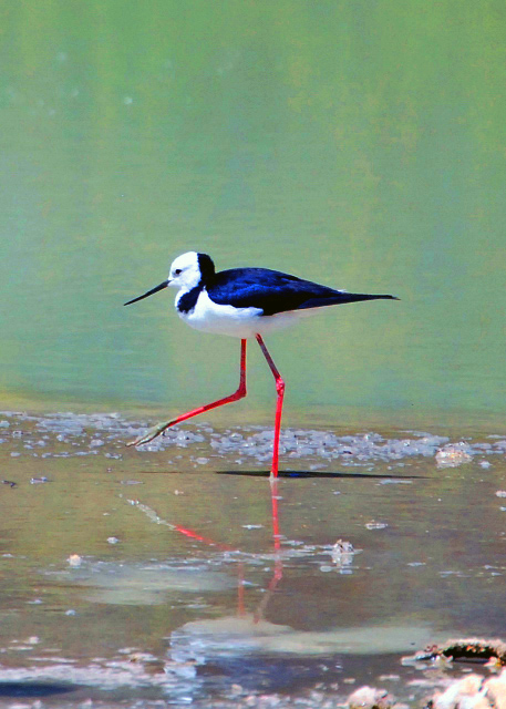 1782362958725568.jpg 23_12-21-09_ Pied Stilt 白头长脚鹬0001.JPG