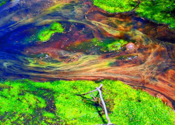 25_12-21-09_ Green Algae ����-20001.JPG