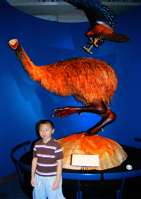 1782397626176546.jpg 19_12-24-09_ Te Papa Museum_Mountains to Sea 大洋洲山川厅-20001.JPG