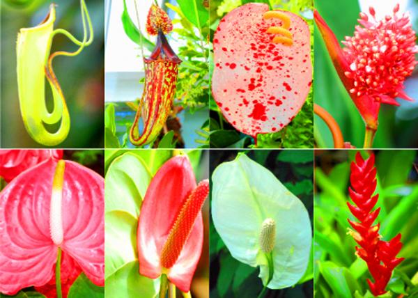 1782398332330338.jpg 41_Flowers-1.jpg