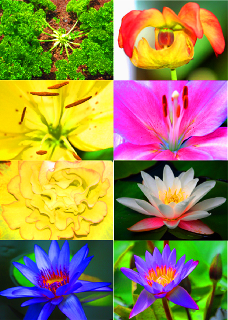 1782398356964911.jpg 42_Flowers-2.jpg
