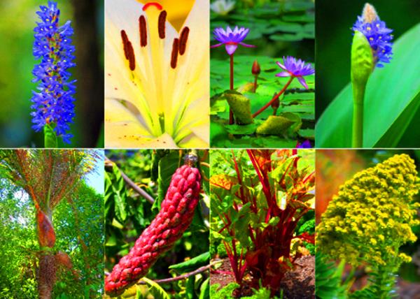 1782398363467570.jpg 43_Flowers-3.jpg