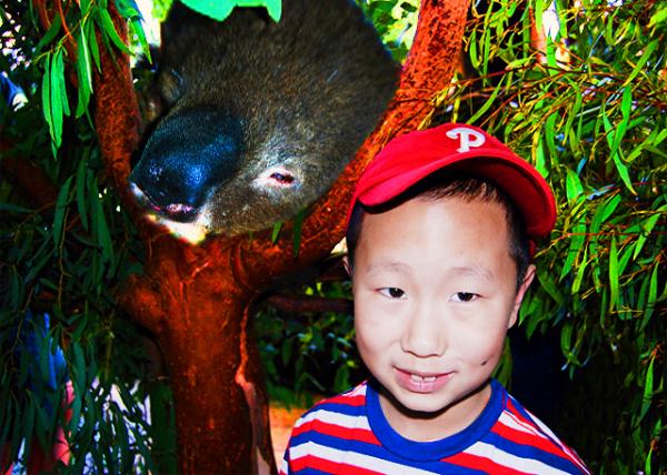 09_2008-12-30_ Koala Bear ������-10001.jpg