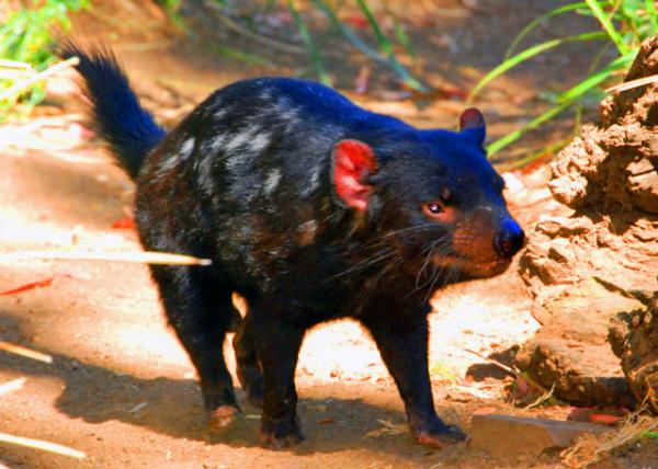 10_2008-12-30_ Tasmanian Devil, the Margest Carnivorous Marsupial in the World ��˹�����Ƕ�ħ���.JPG