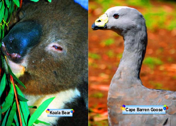 11_Animals-1.jpg
