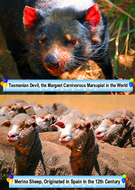 1782513858666236.jpg 12_Animals-2.jpg