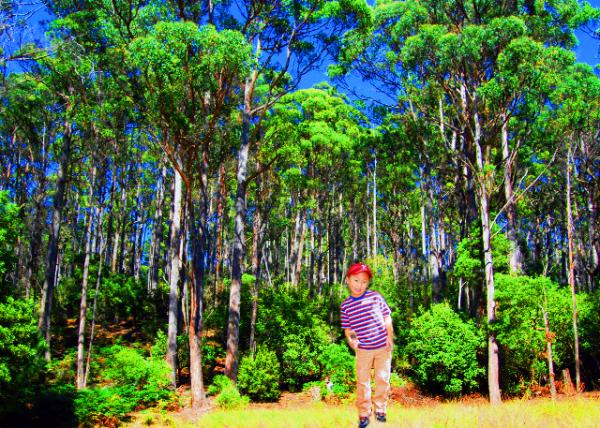 14_12-30-09_ Mt. Field NP_Eucalypt Forests ������-10001.jpg