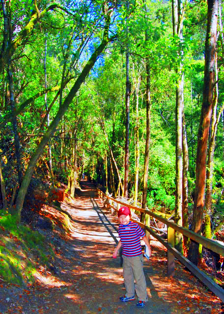 1782513923732025.jpg 15_12-30-09_ Tall Trees Walk @ Mt. Field NP 田野山国家公园·高树步道0001.JPG