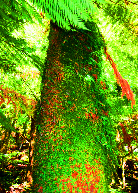 1782513971405548.jpg 19_2008-12-30_ Austral Filmy Fern 澳洲薄膜蕨.JPG