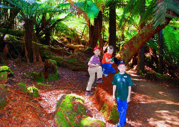 20_2008-12-30_ Austral Filmy Ferns ���ޱ�Ĥާ.JPG