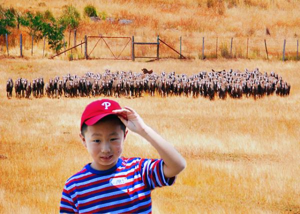 24_2008-12-30_ Merino Herd w Sr & Jr Sheperd ����ŵ����Ⱥ���С����Ȯ-10001.jpg