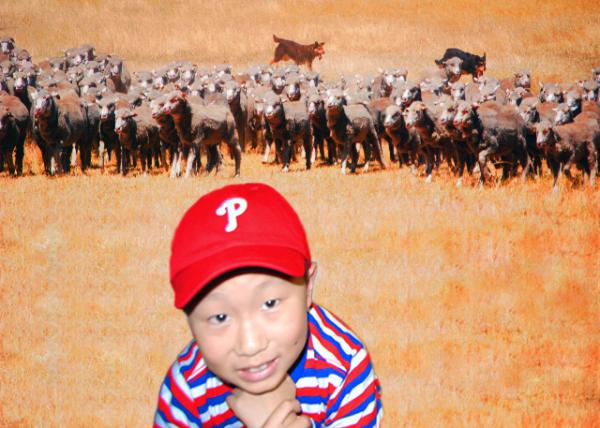 25_2008-12-30_ Merino Herd w Sr & Jr Sheperd ����ŵ����Ⱥ���С����Ȯ-20001.jpg