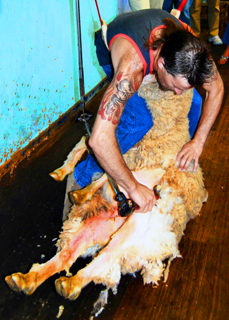 1782514193816764.jpg 28_2009-12-30_ Sheep Shearing 剪羊毛.JPG