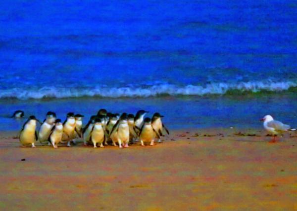 06_01-01-10_ Fairy Penguin Parade @ Summerland Beach ��½��̲�����������-20001.jpg