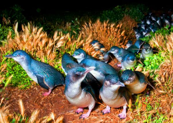 07_Fairy Penguin Colony ����췱ֳ��0001.JPG