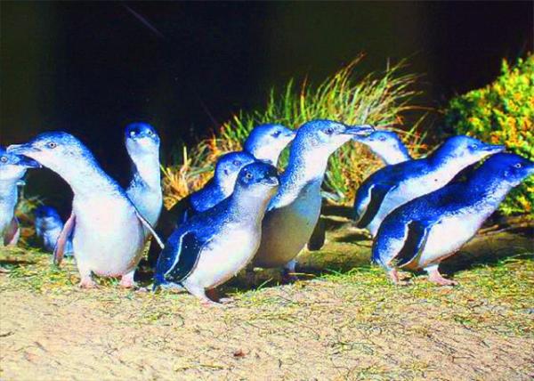 08_01-01-10_ Fairy Penguin Parade0001.JPG