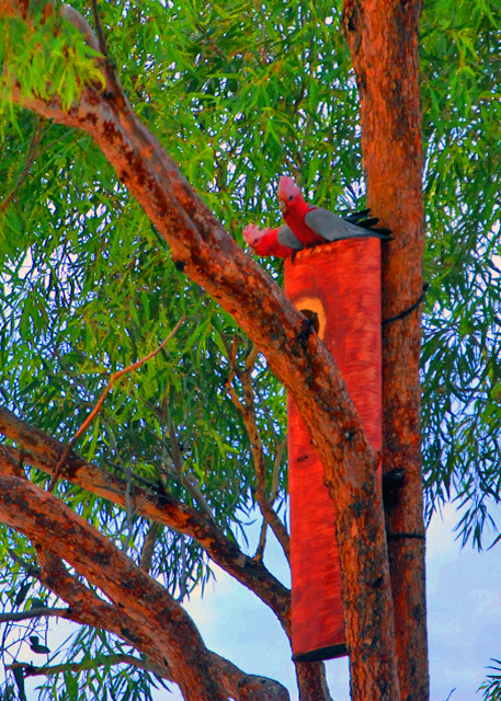 13_01-09-10_ Galah, the Endemic to Mainland Australia-10001.jpg