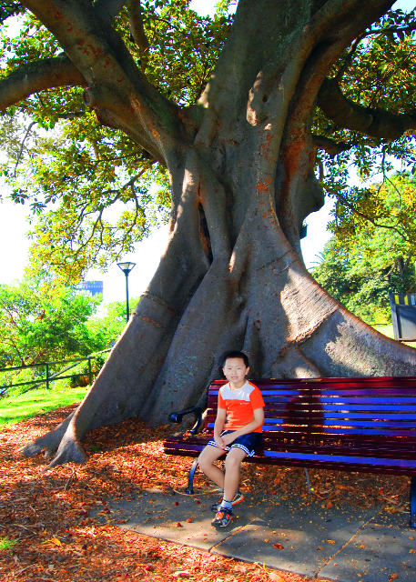 04_01-10-10_ Port Jackson Fig @ Royal Botanic Garden �ʼ�ֲ��԰��������0001.JPG