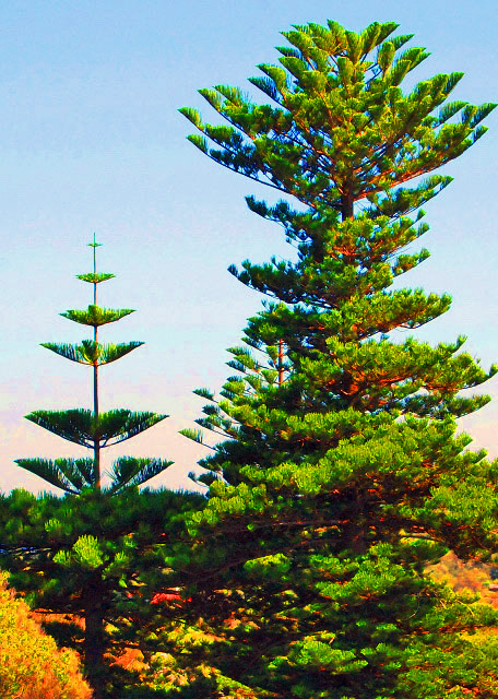 05_01-10-10_ Pine Needles Up in South Hemisphere �ϰ������볯��0001.JPG