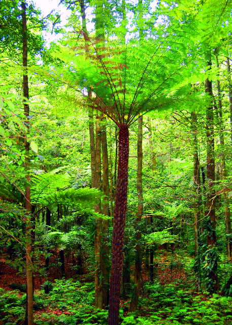 06_01-11-10_ Rough Tree Fern w a Bifurcated or Divided Trunk, Caused by a Virus Attack ���-10001.JPG