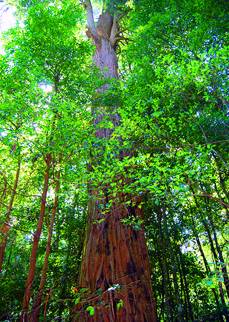 11_01-11-10_ Turpentine Blown off by the Wind & Sprouted w New Branches from the Broken Part.JPG