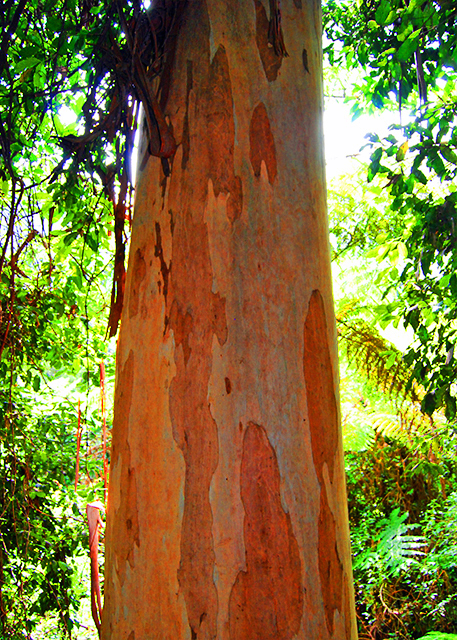 13_01-11-10_ Blue Mtn Gum w Tiny Circles on teh White Trunk by the Larvae of Moth's Eggs Laid under the Bark @ 180-Ft 54-M in 2001, Growing about 5 Meters per Yr.jpg