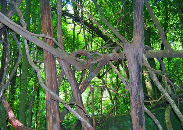 15_01-11-10_ Wild Trees & Vines.jpg