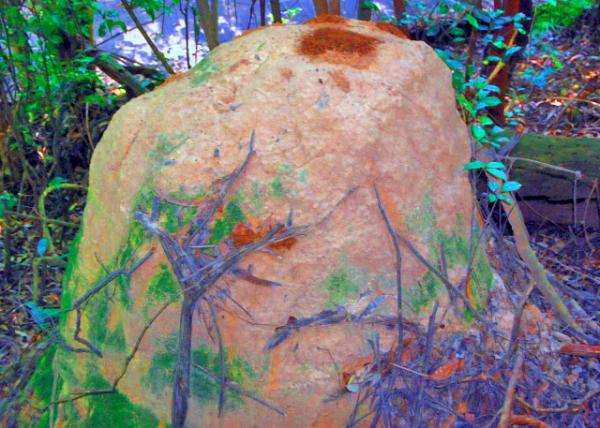 17_01-11-10_ Termites�� Nest ������-10001.JPG