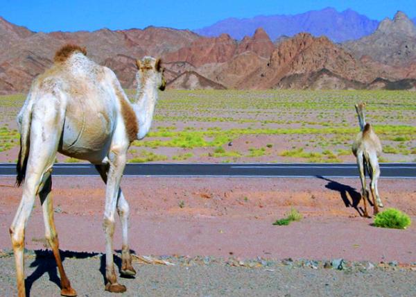 21_04-04-11_ Camel Jaywalk ��M���R·0001.JPG
