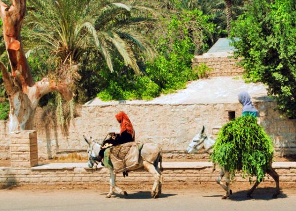 02_04-05-11_ Donkey Caravan Ferrying Alfafas around Memphis �Ϸ�˹����������Ҷ�ݵ�ë¿0001.JPG