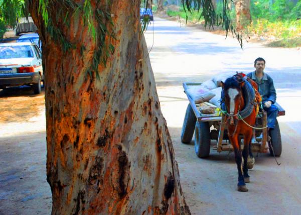 04_04-05-11_Horse Carriage.JPG