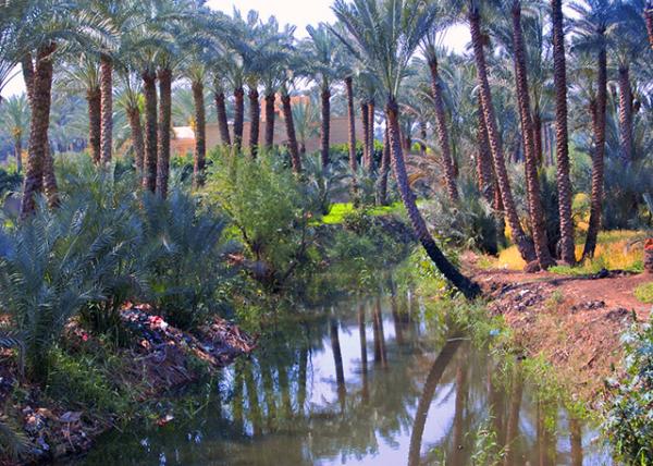 08_04-05-11_ Oasis w Palm Creek ���Ϫ0001.JPG