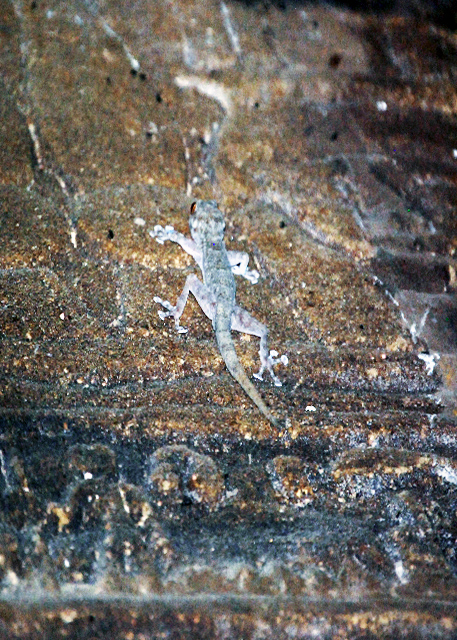 46_04-06-11_ Gecko in Temple of Phiale_ Kom Ombo0001.JPG