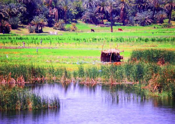 09_04-07-11_ Marsh along the Nile ���޺��ذ������-30001.JPG